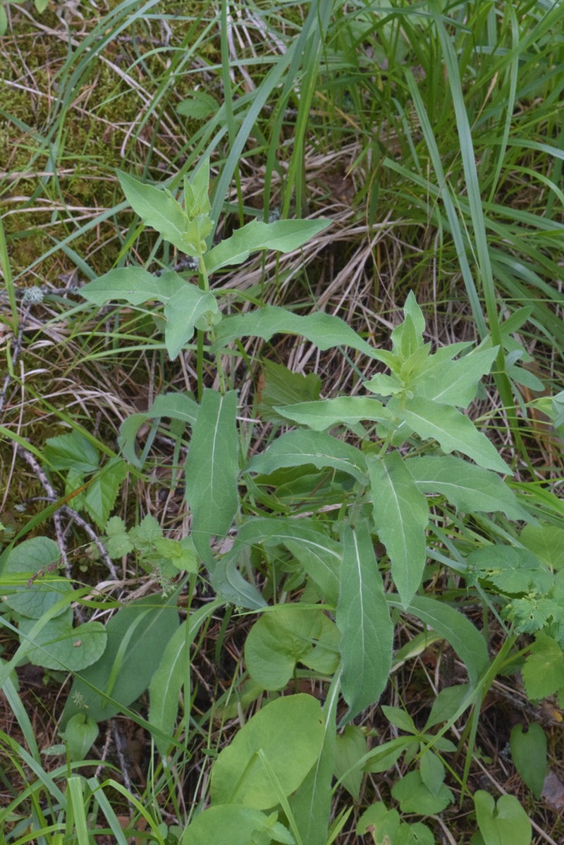 Hieracium krylovii photo 8