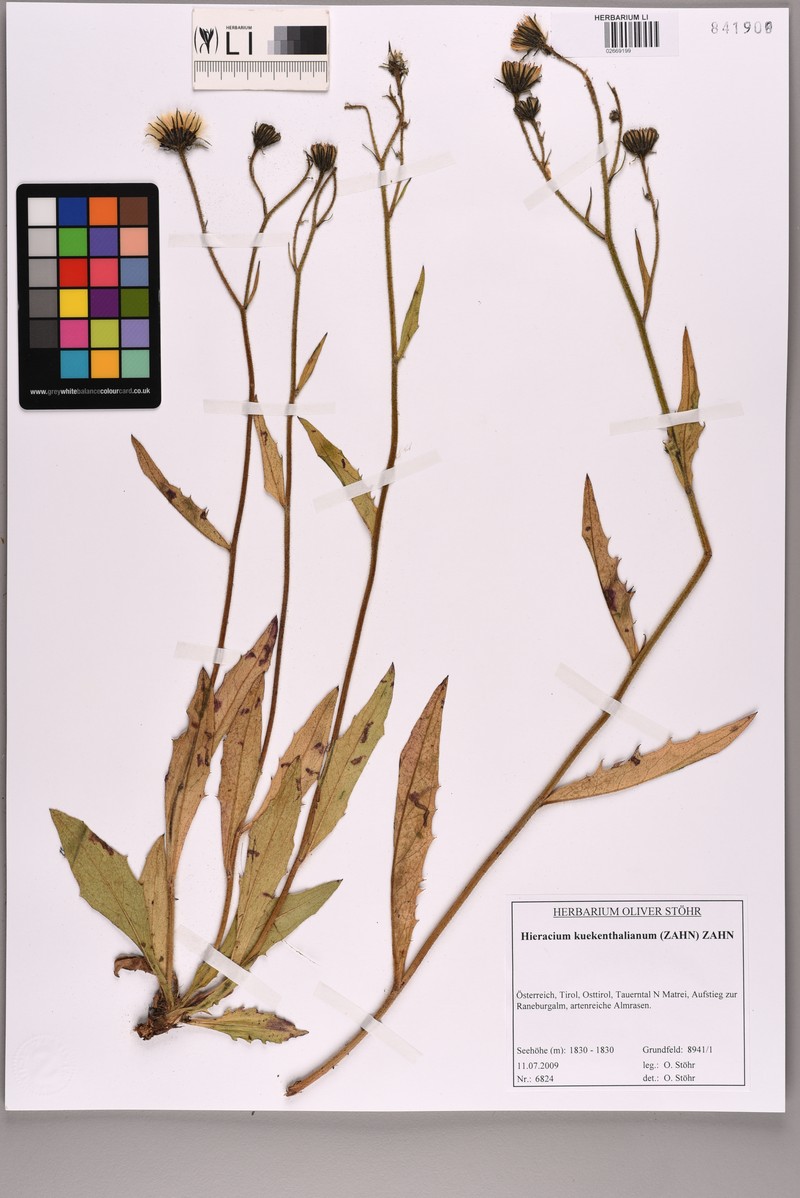 Hieracium kuekenthalianum subsp. kuekenthalianum