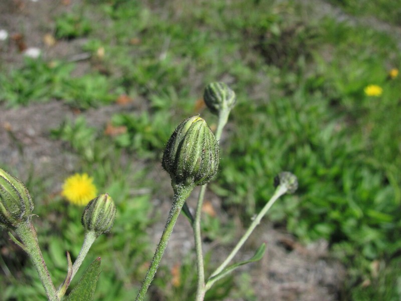 Hieracium kusnetzkiense photo 2