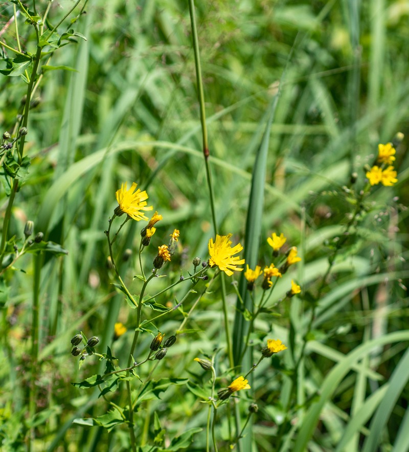 Hieracium kusnetzkiense photo 3