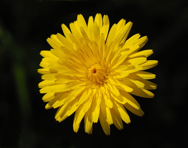 Common Hawkweed photo 5