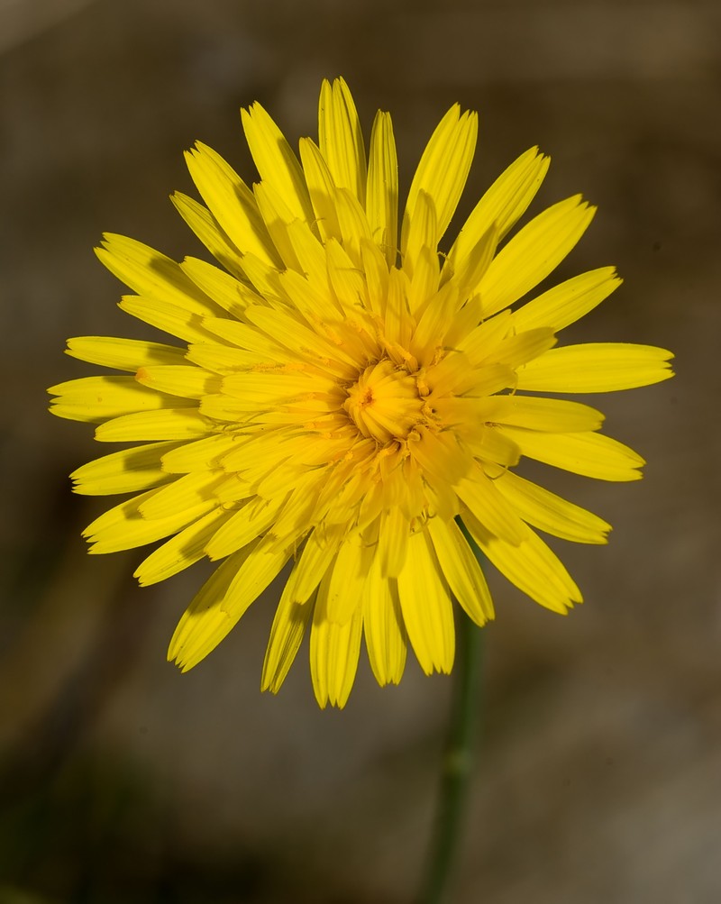 Common Hawkweed