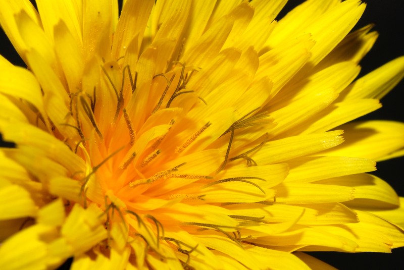 Common Hawkweed photo 6