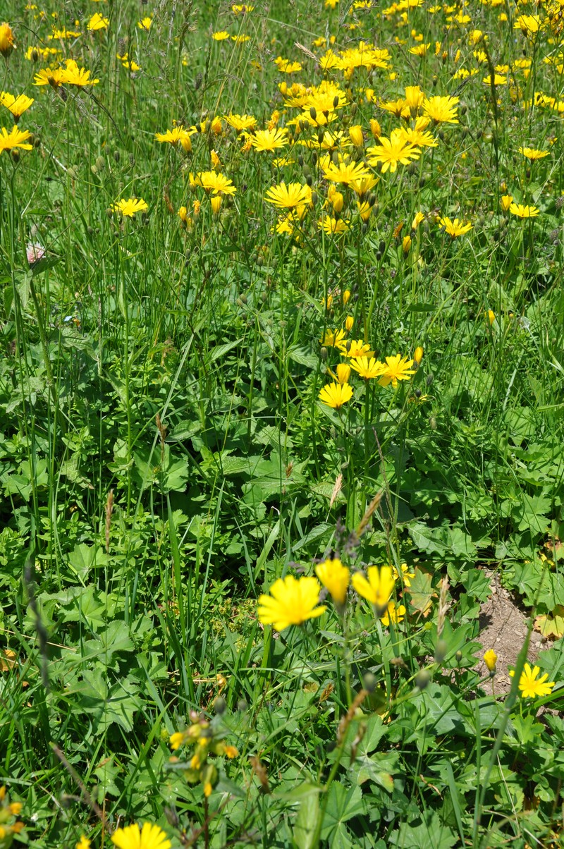 Common Hawkweed photo 2