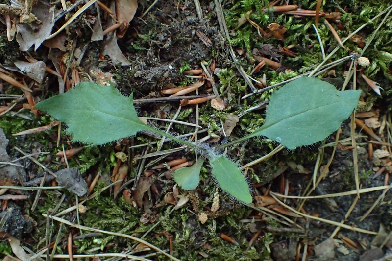 Common Hawkweed photo 3