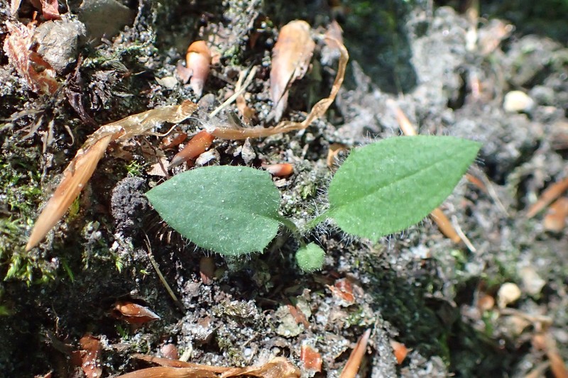 Common Hawkweed photo 4