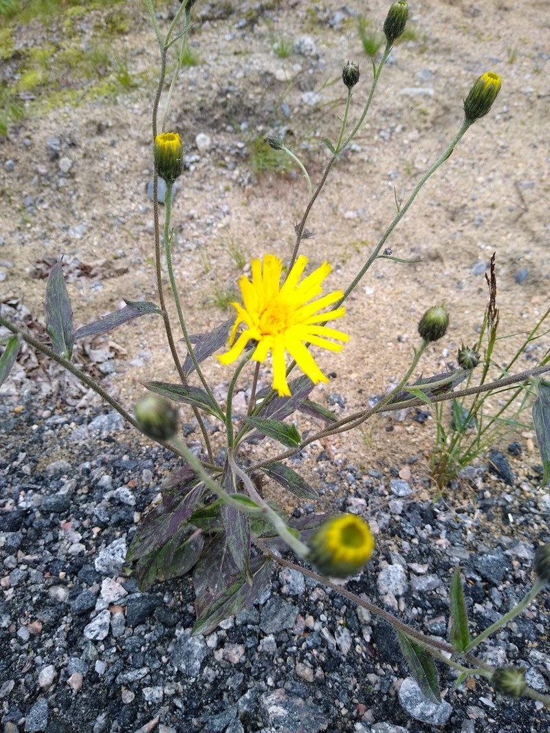 Common Hawkweed