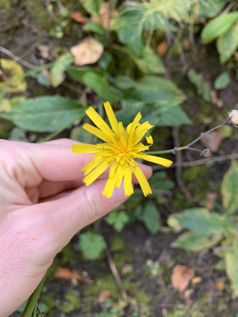 Common Hawkweed photo 2