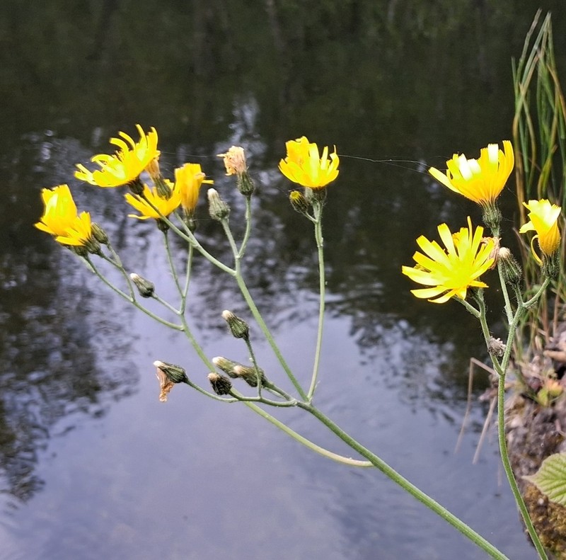 Common Hawkweed photo 3