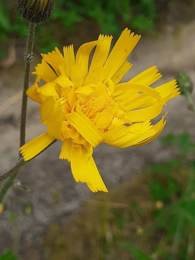 Common Hawkweed photo 5