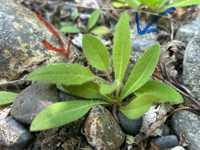 Common Hawkweed photo 6