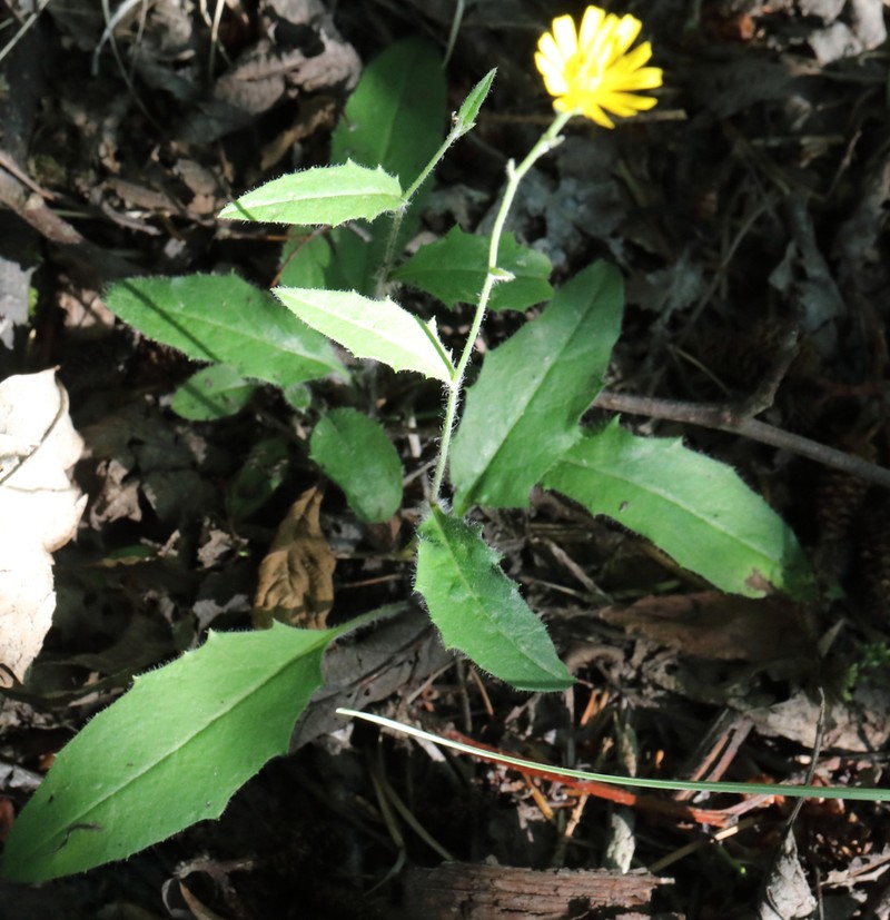Common Hawkweed photo 7