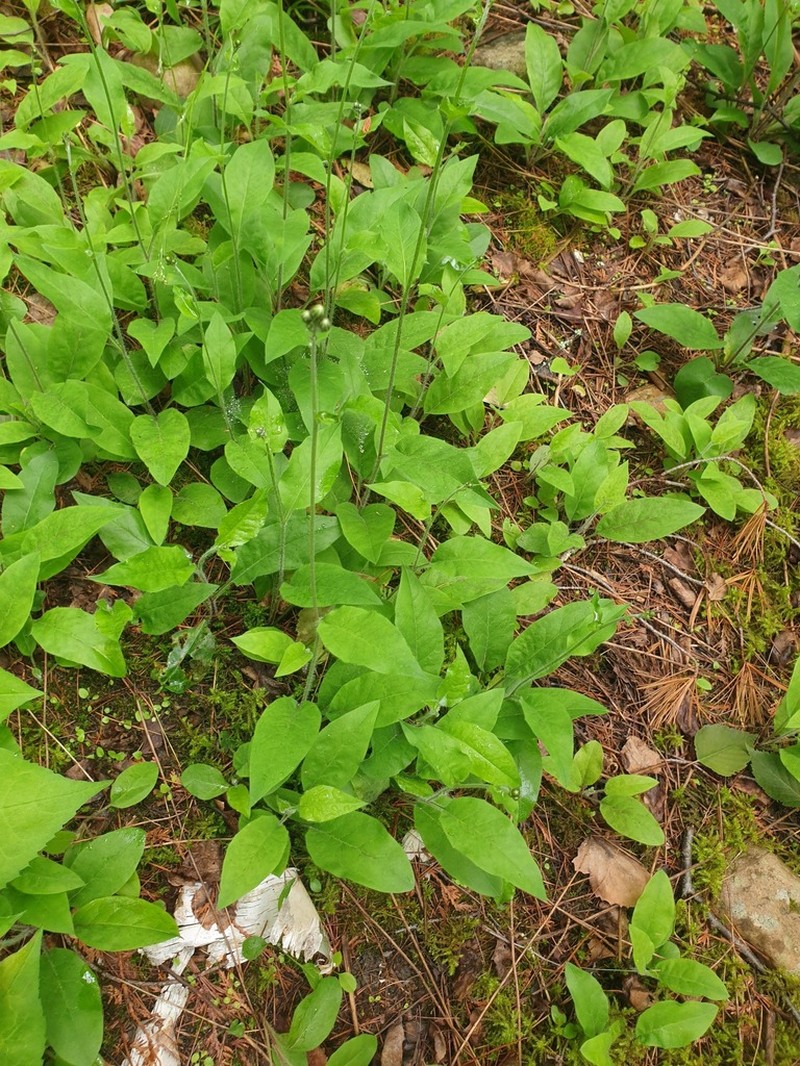 Common Hawkweed photo 8