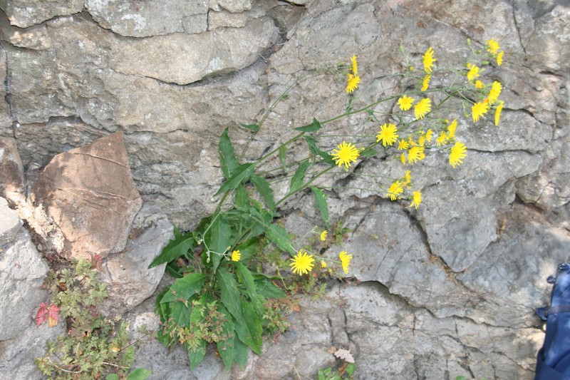 Hieracium lachenalii subsp. acuminatum