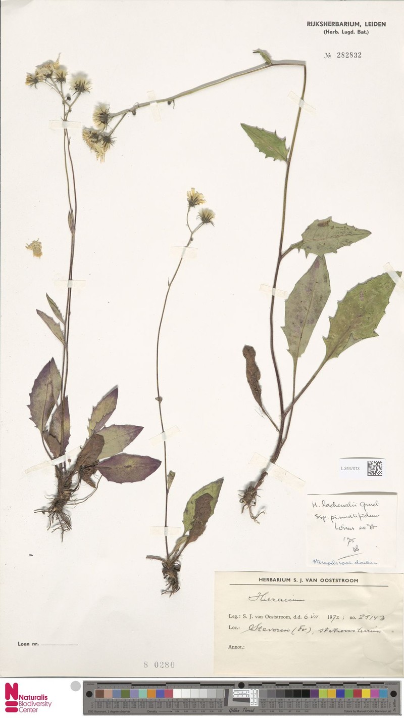 Hieracium lachenalii subsp. acuminatum photo 2