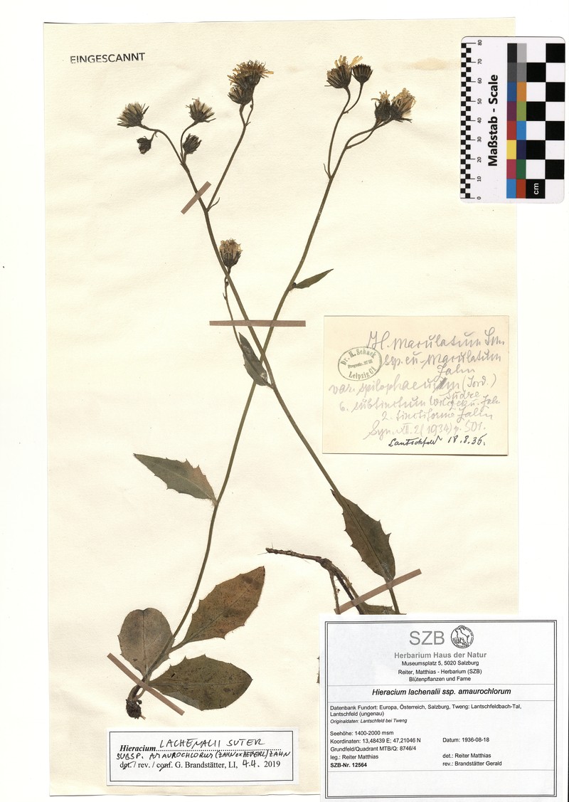 Hieracium lachenalii subsp. amaurochlorum