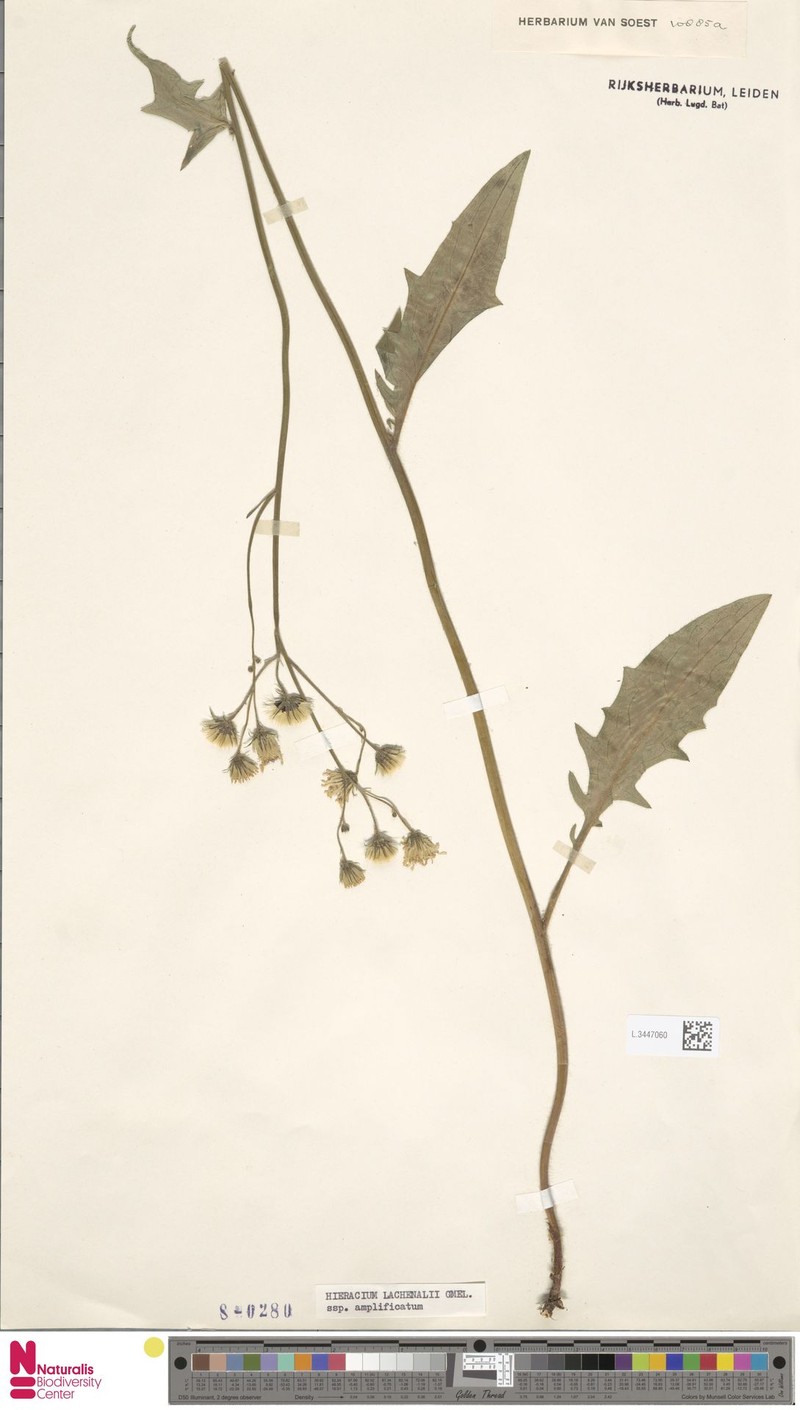 Hieracium lachenalii subsp. amplificatum