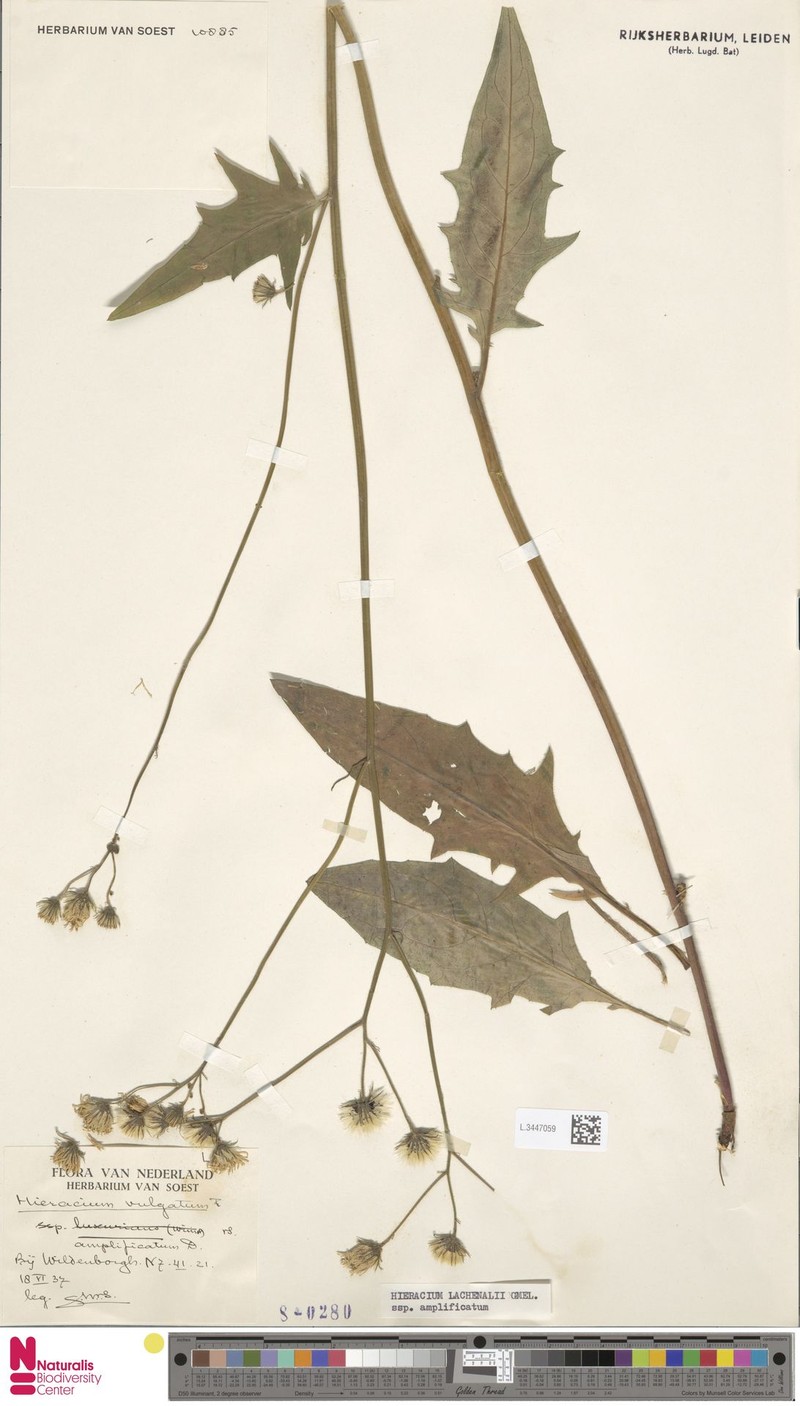 Hieracium lachenalii subsp. amplificatum photo 2
