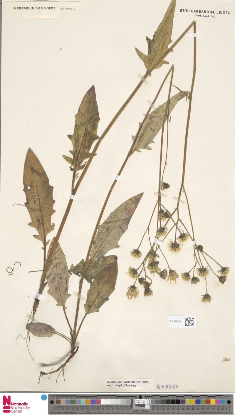 Hieracium lachenalii subsp. amplificatum photo 3
