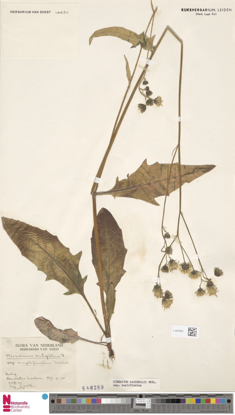 Hieracium lachenalii subsp. amplificatum photo 4