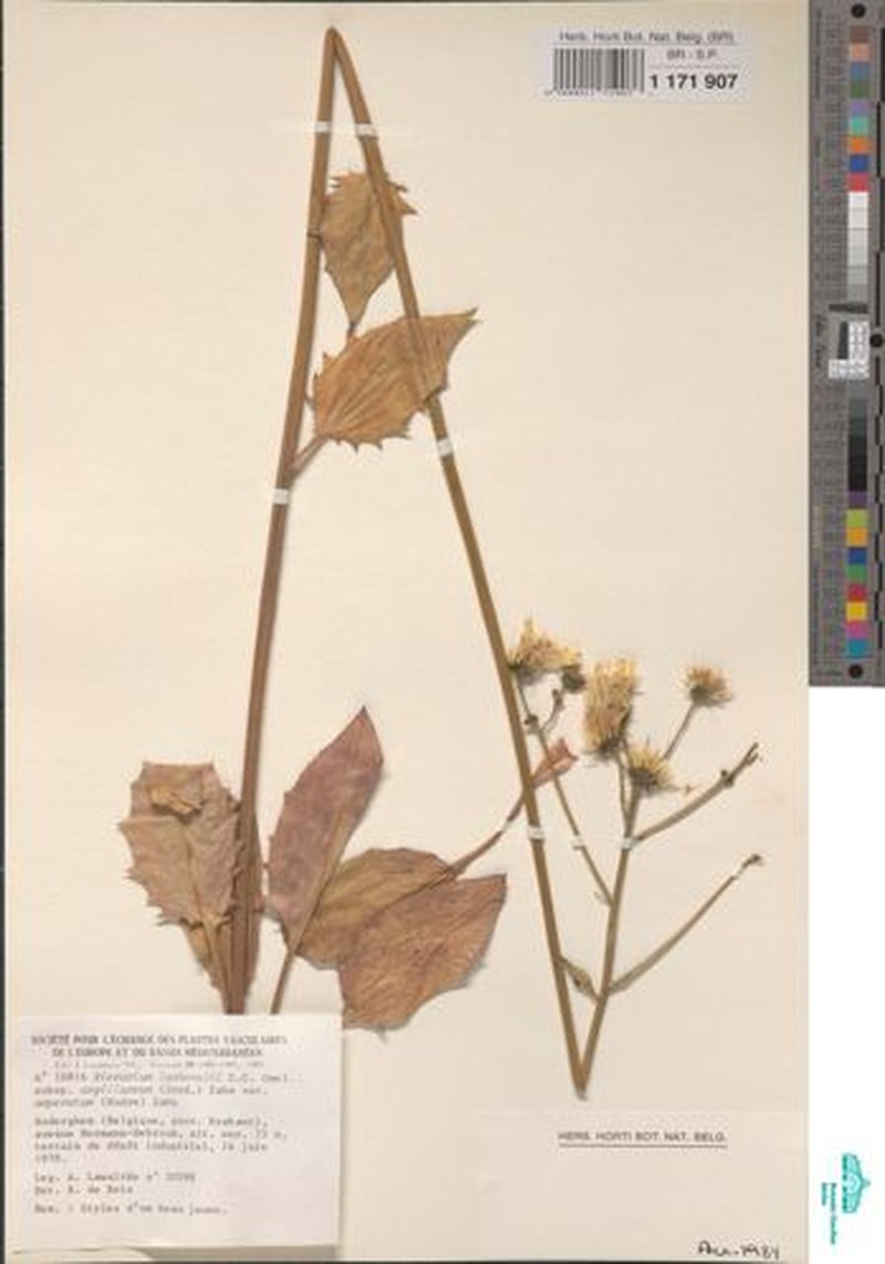 Hieracium lachenalii subsp. argillaceoides