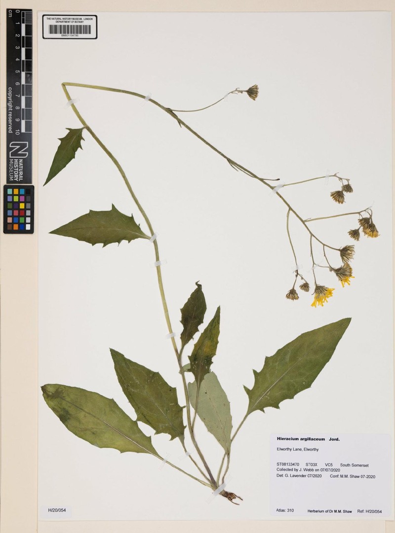 Hieracium lachenalii subsp. argillaceum