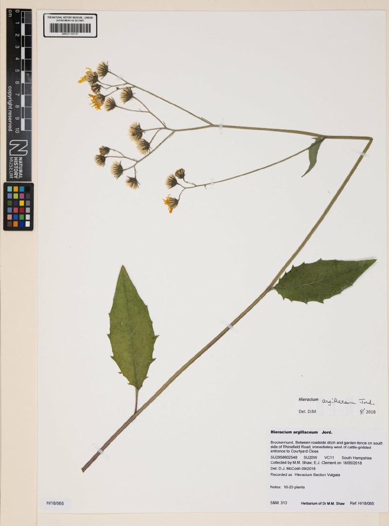 Hieracium lachenalii subsp. argillaceum photo 2
