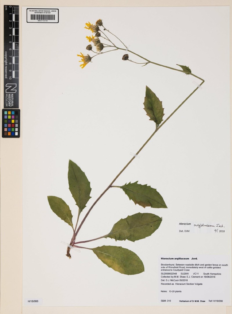 Hieracium lachenalii subsp. argillaceum photo 3