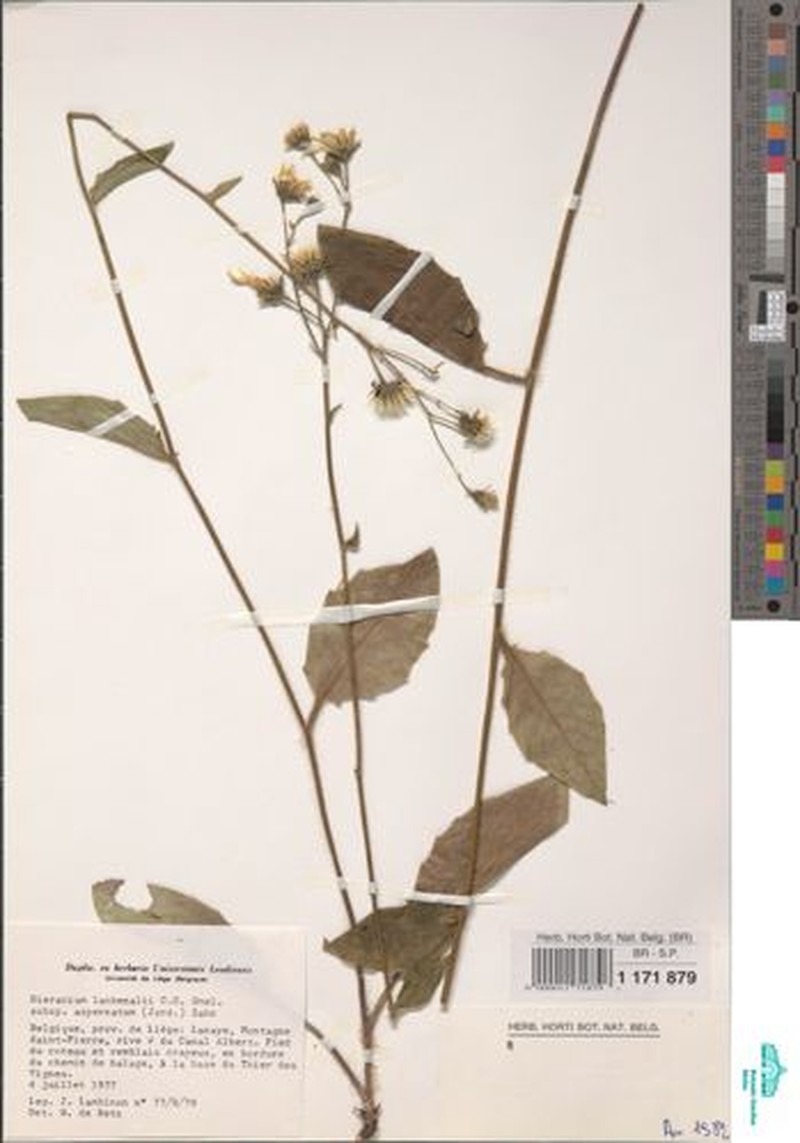 Hieracium lachenalii subsp. aspernatum