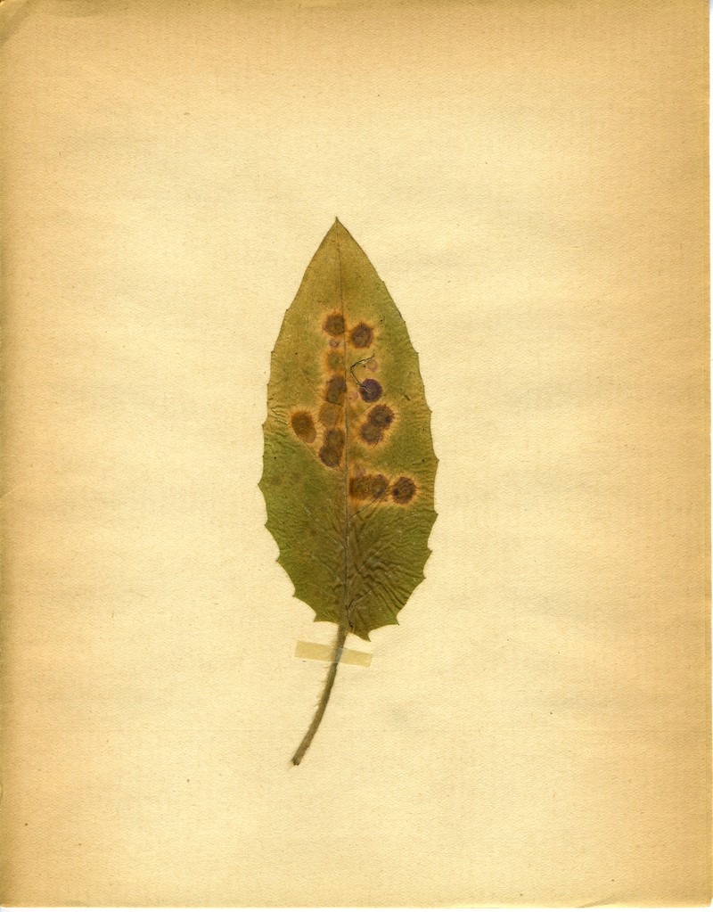 Hieracium lachenalii subsp. aurulentum
