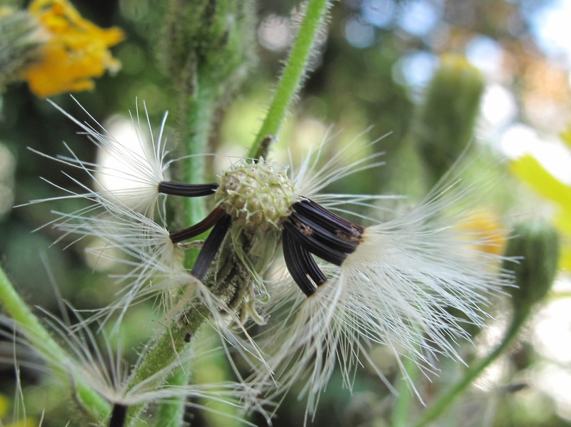 Hieracium lachenalii subsp. aurulentum photo 2