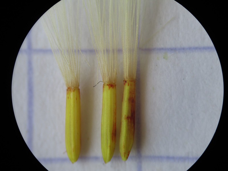 Hieracium lachenalii subsp. aurulentum photo 3