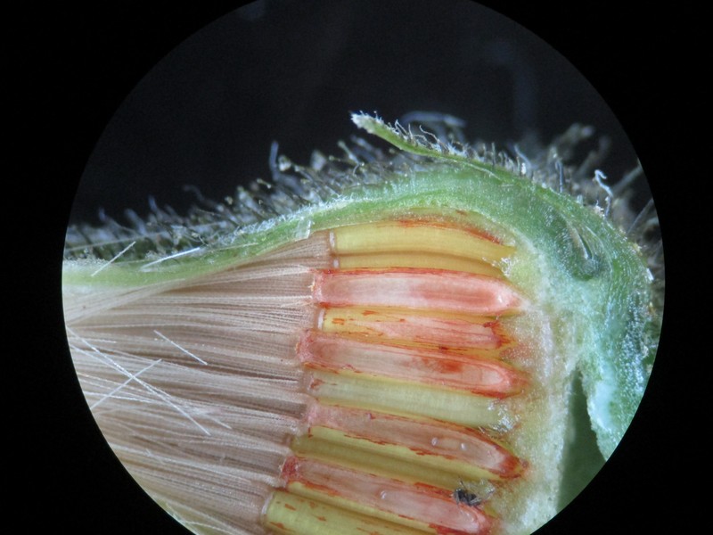Hieracium lachenalii subsp. aurulentum photo 4