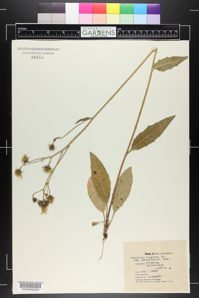 Hieracium lachenalii subsp. aurulentum photo 5