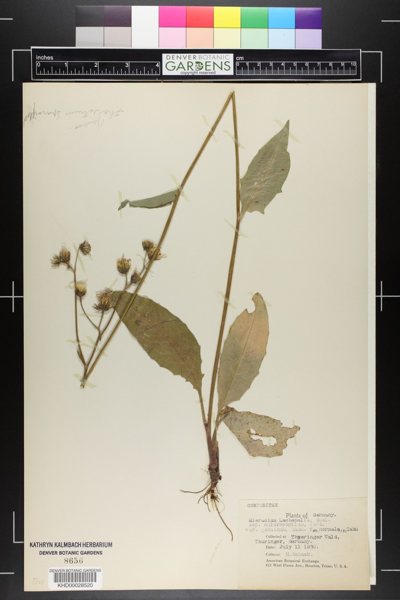 Hieracium lachenalii subsp. aurulentum photo 6