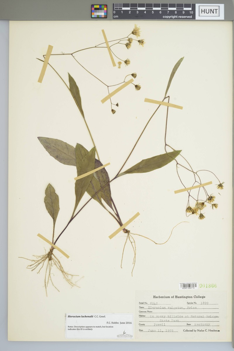 Hieracium lachenalii subsp. aurulentum photo 7