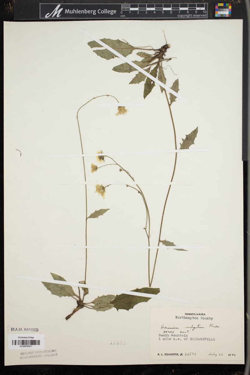 Hieracium lachenalii subsp. aurulentum photo 8