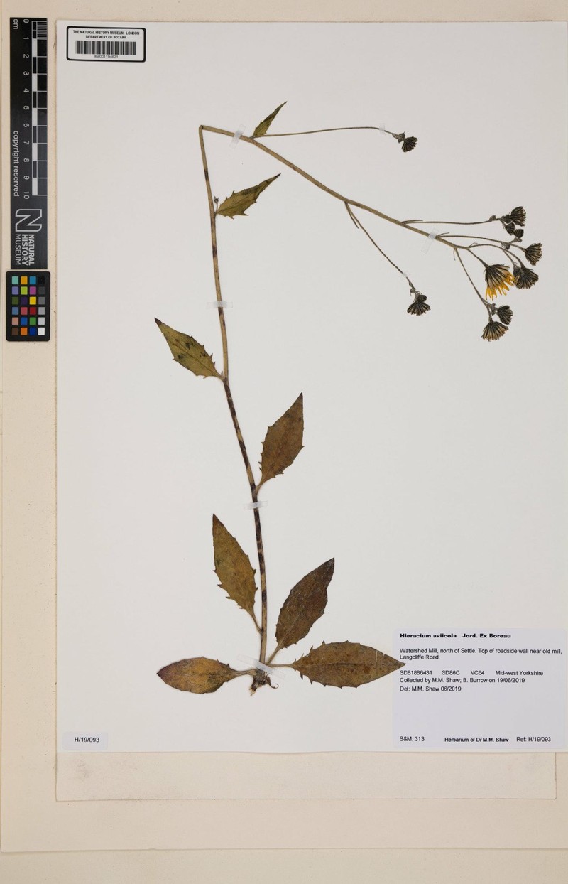 Hieracium lachenalii subsp. aviicola