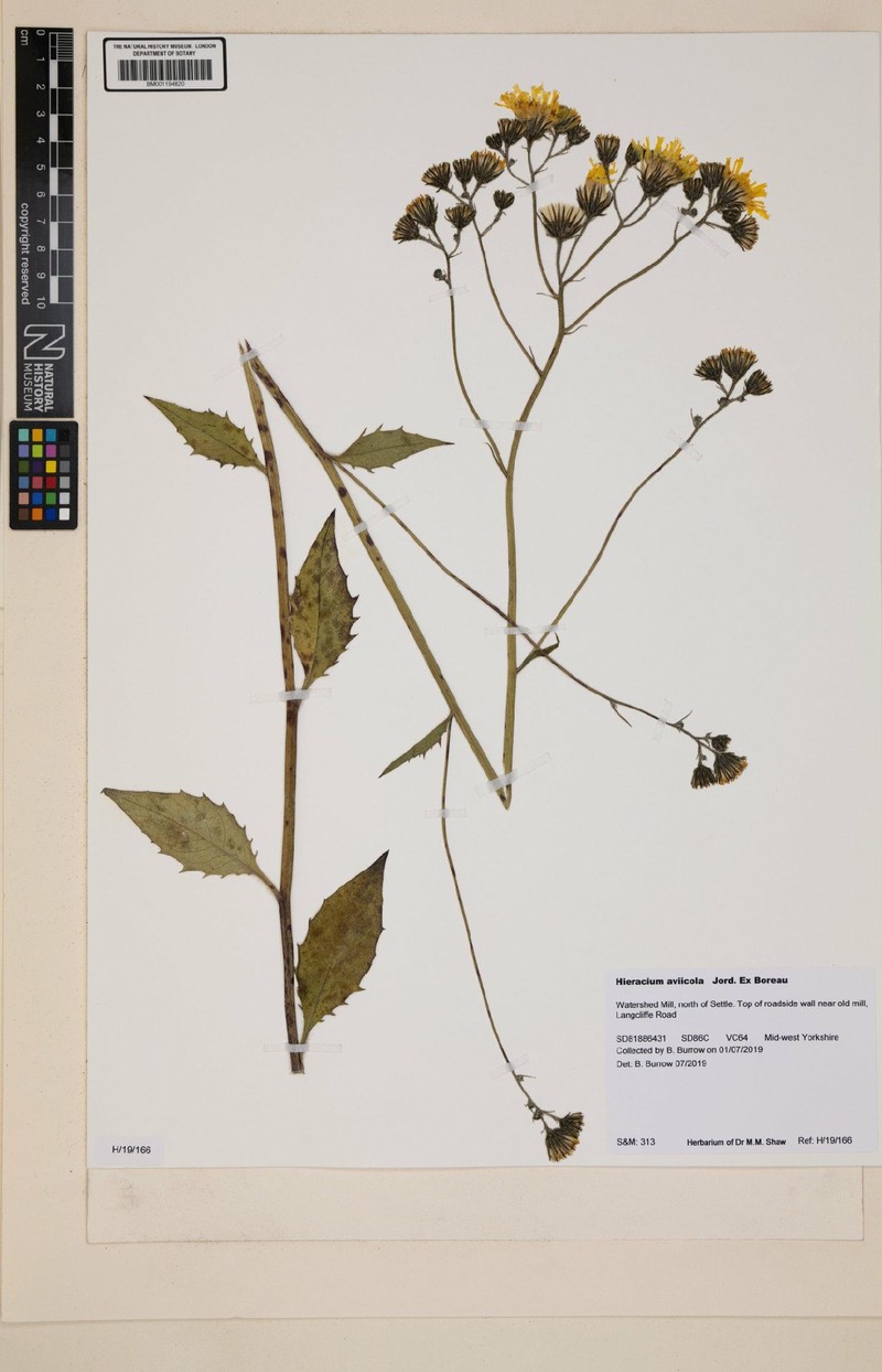 Hieracium lachenalii subsp. aviicola photo 2