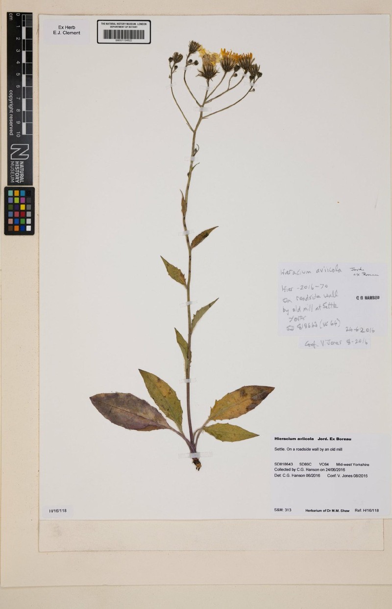 Hieracium lachenalii subsp. aviicola photo 3