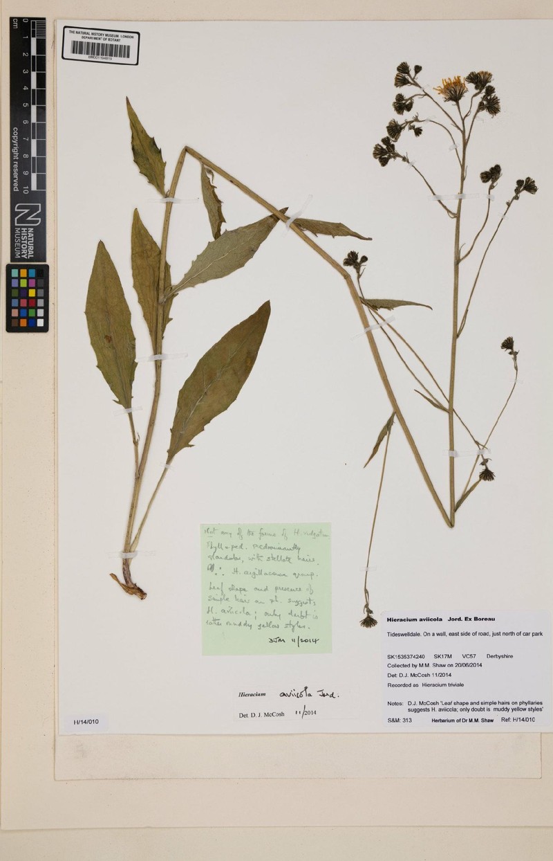 Hieracium lachenalii subsp. aviicola photo 4