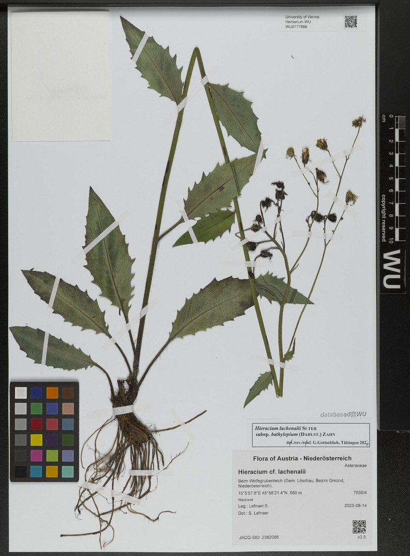 Hieracium lachenalii subsp. bathylepium photo 2