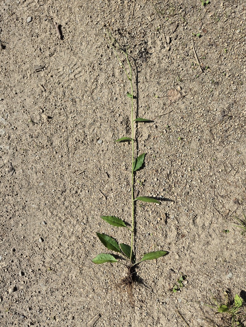 Hieracium lachenalii subsp. bathylepium