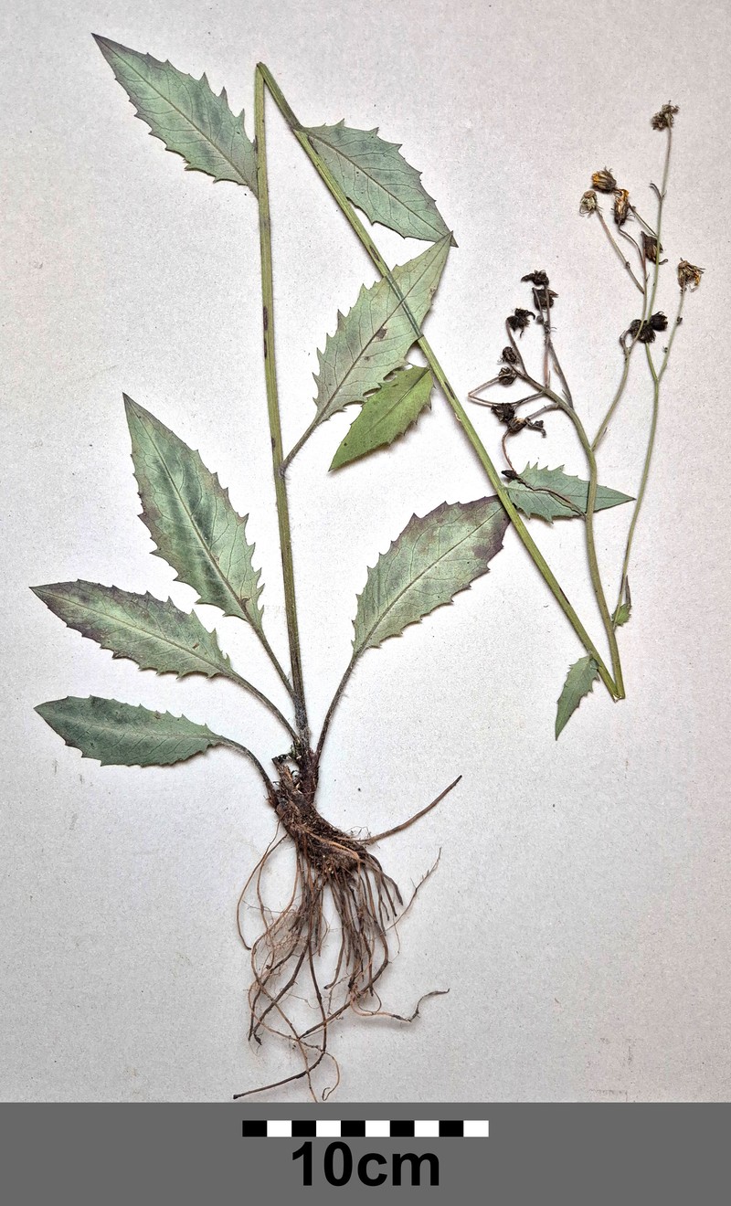 Hieracium lachenalii subsp. bathylepium photo 3