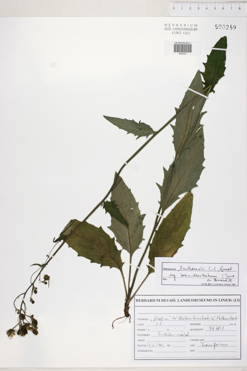 Hieracium lachenalii subsp. brevidentatum