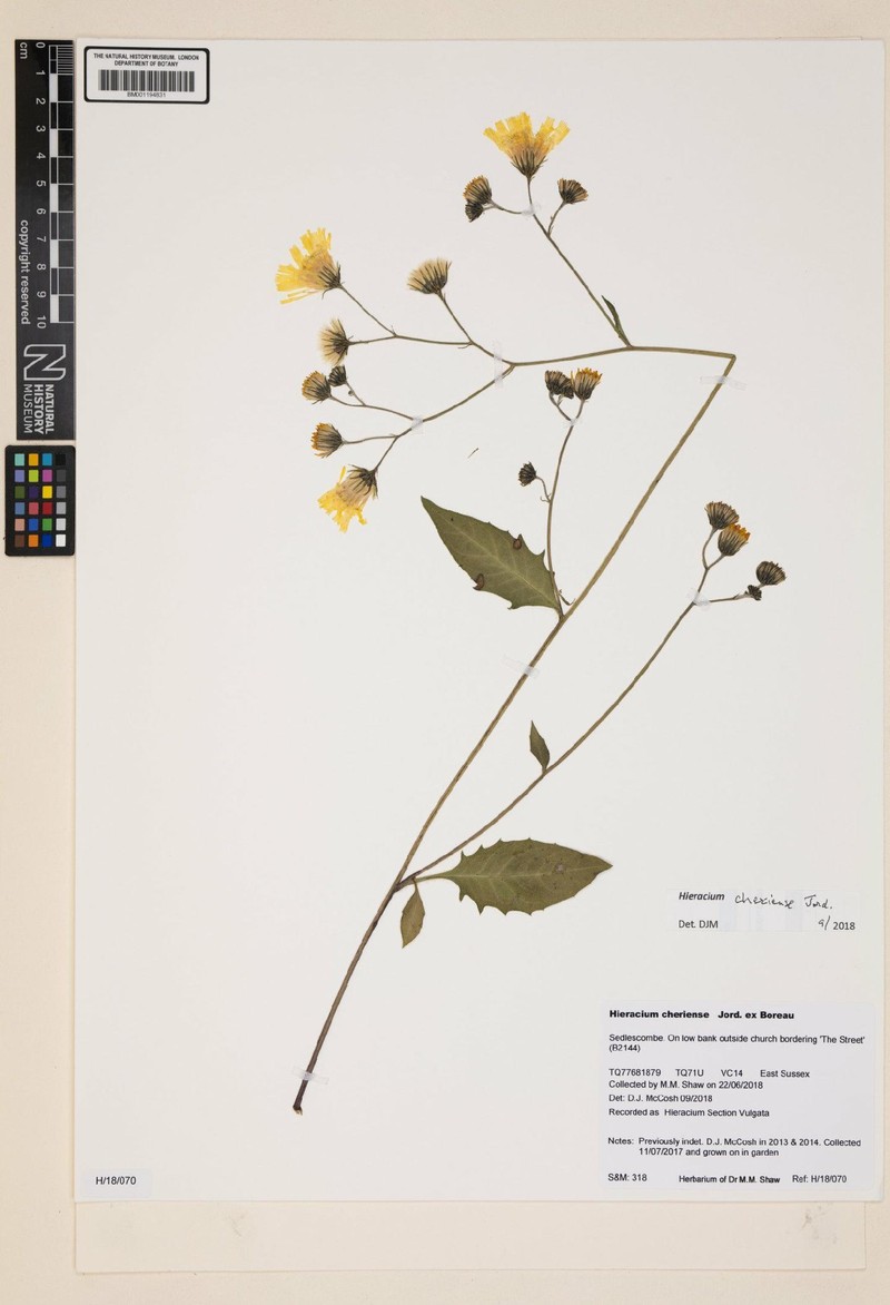 Hieracium lachenalii subsp. cheriense