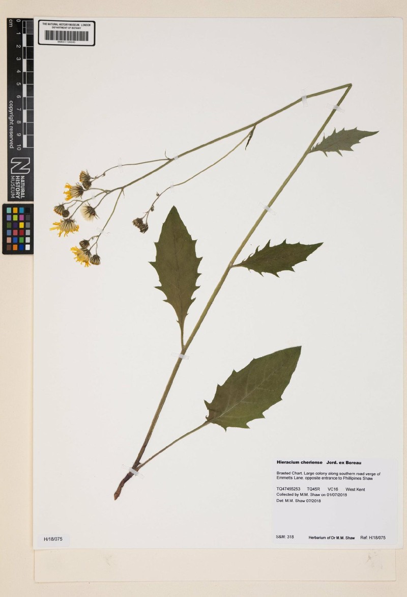 Hieracium lachenalii subsp. cheriense photo 3