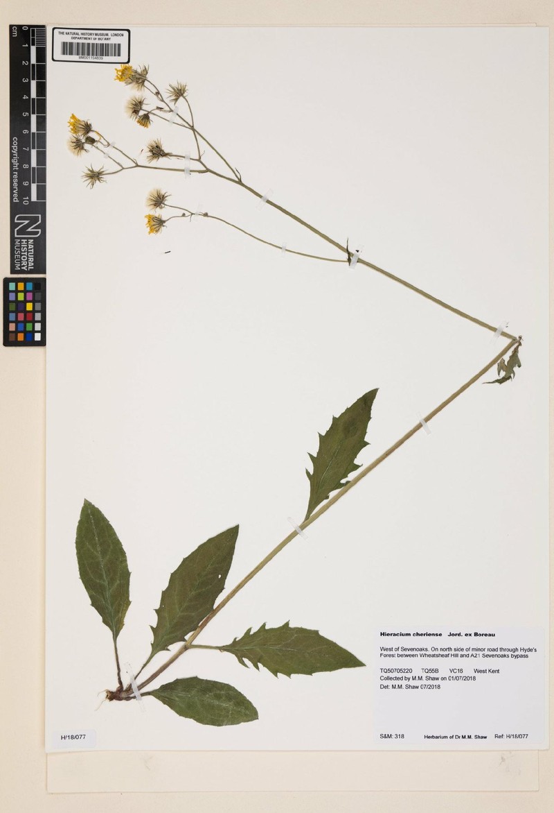 Hieracium lachenalii subsp. cheriense photo 4
