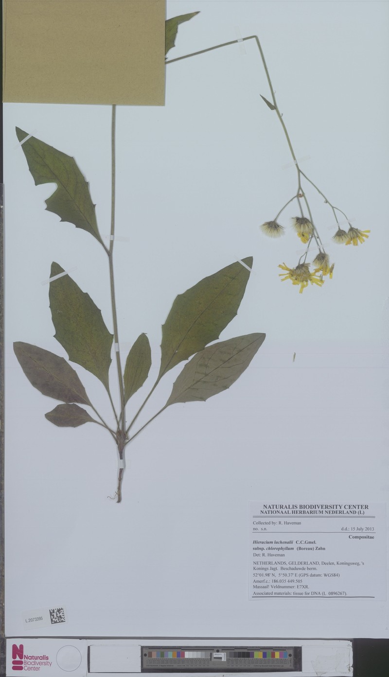 Hieracium lachenalii subsp. chlorophyllum