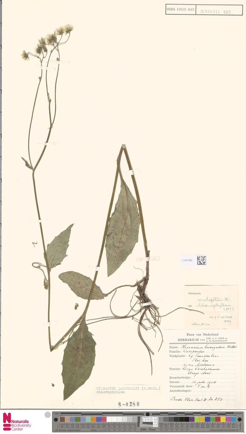 Hieracium lachenalii subsp. chlorophyllum photo 3